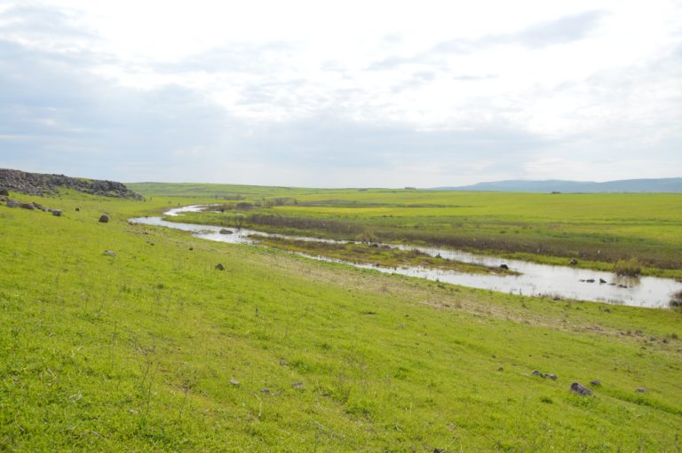 STREAM BUFFER Make Rojava Green Again   DSC 0063 768x511 