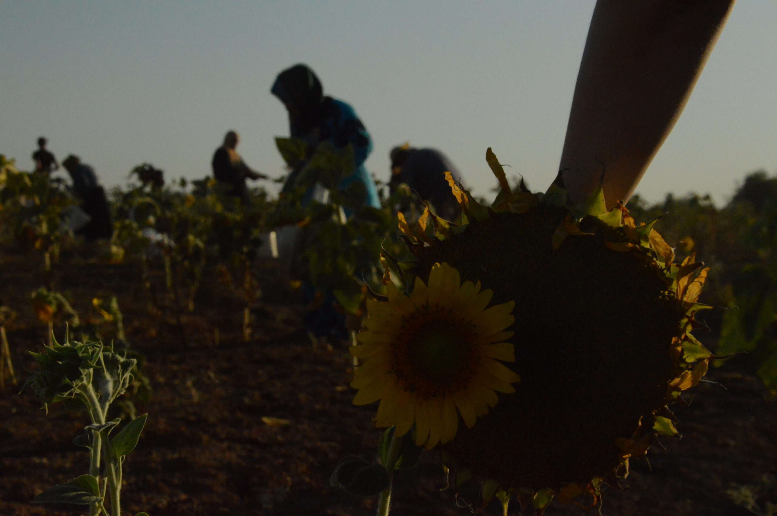 Sunflower-harvest, August 2022