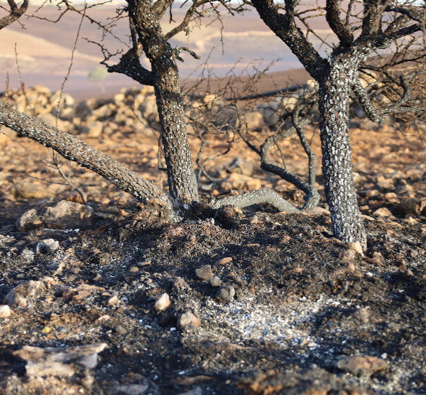 Politics of the scorched earth continue in whole Kurdistan