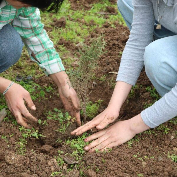 4th April – A seed becomes a tree, a tree becomes a forest and a forest becomes life